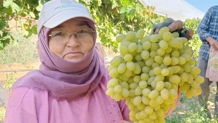 sarigolde yas uzum piyasasi hareketlendi HupmHmWd