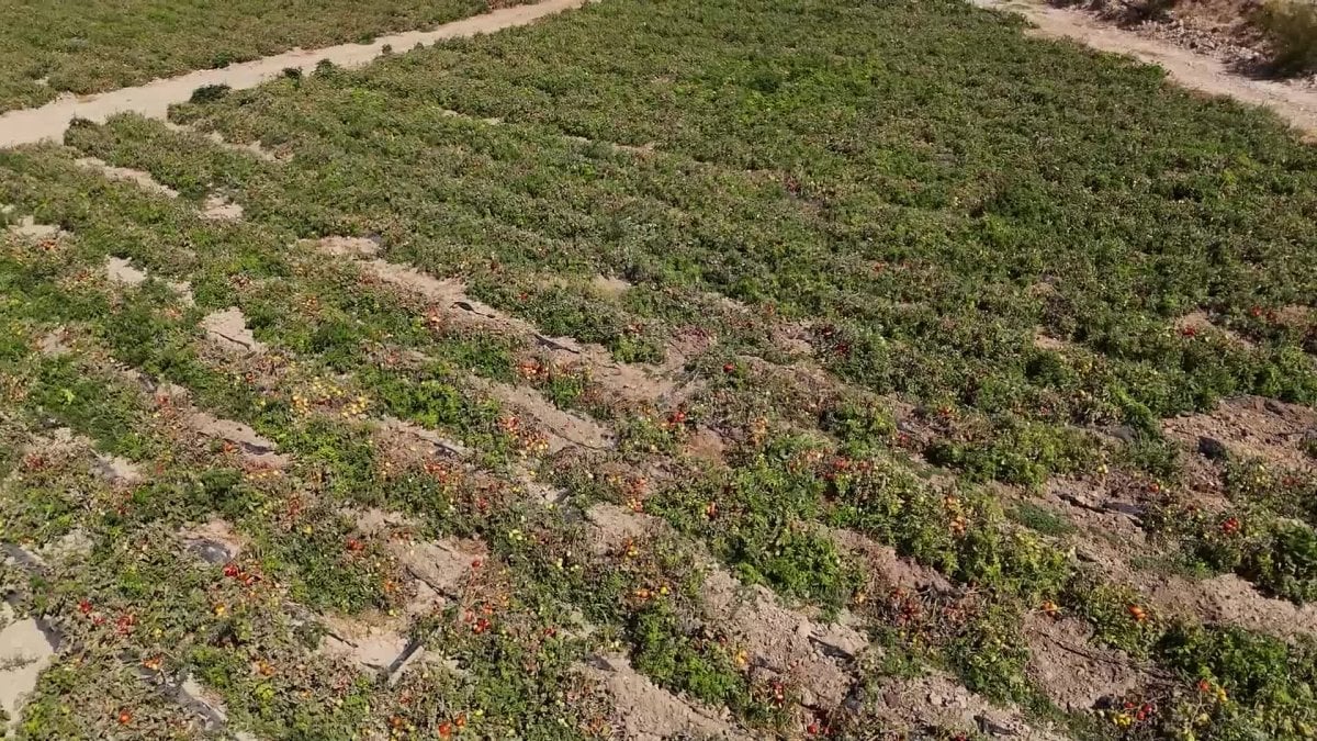 mersin buyuksehir belediyesinden ureticilere domates fidesi destegi JGyyK55T