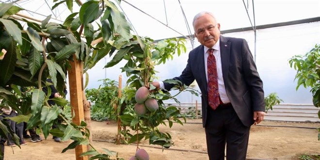 tropik bitkilerden sebzeye ogrenciler seralarda deneyim kazaniyor ZfWDFBxM.jpg